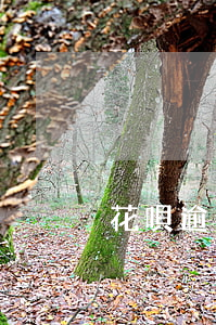 花唄逾期能否申請京東白條？